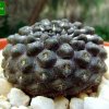 Eriosyce _esmeraldana _ WM _257_ 06